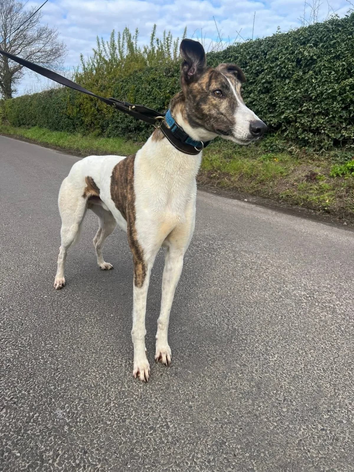 BUSTER (TAKE OFF BUSTER), brindle and white male Greyhound for adoption at Home Run Hounds Greyhound Charity