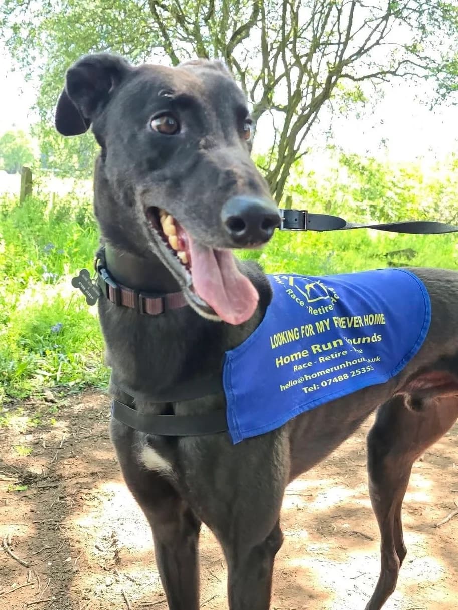 CHAMP (DROOPYS SUPRSTAR), black male Greyhound for adoption at Home Run Hounds Greyhound Charity