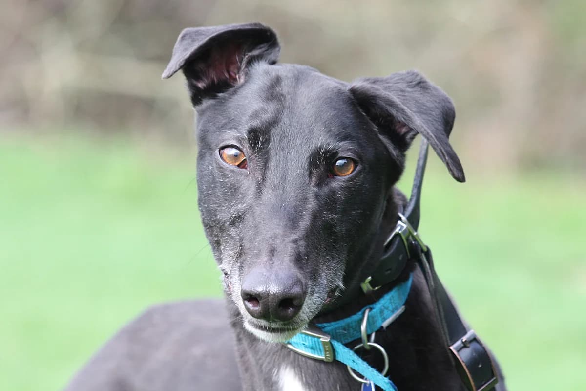 CHIEF (ASK THE BOSS), black male Greyhound for adoption at Home Run Hounds Greyhound Charity