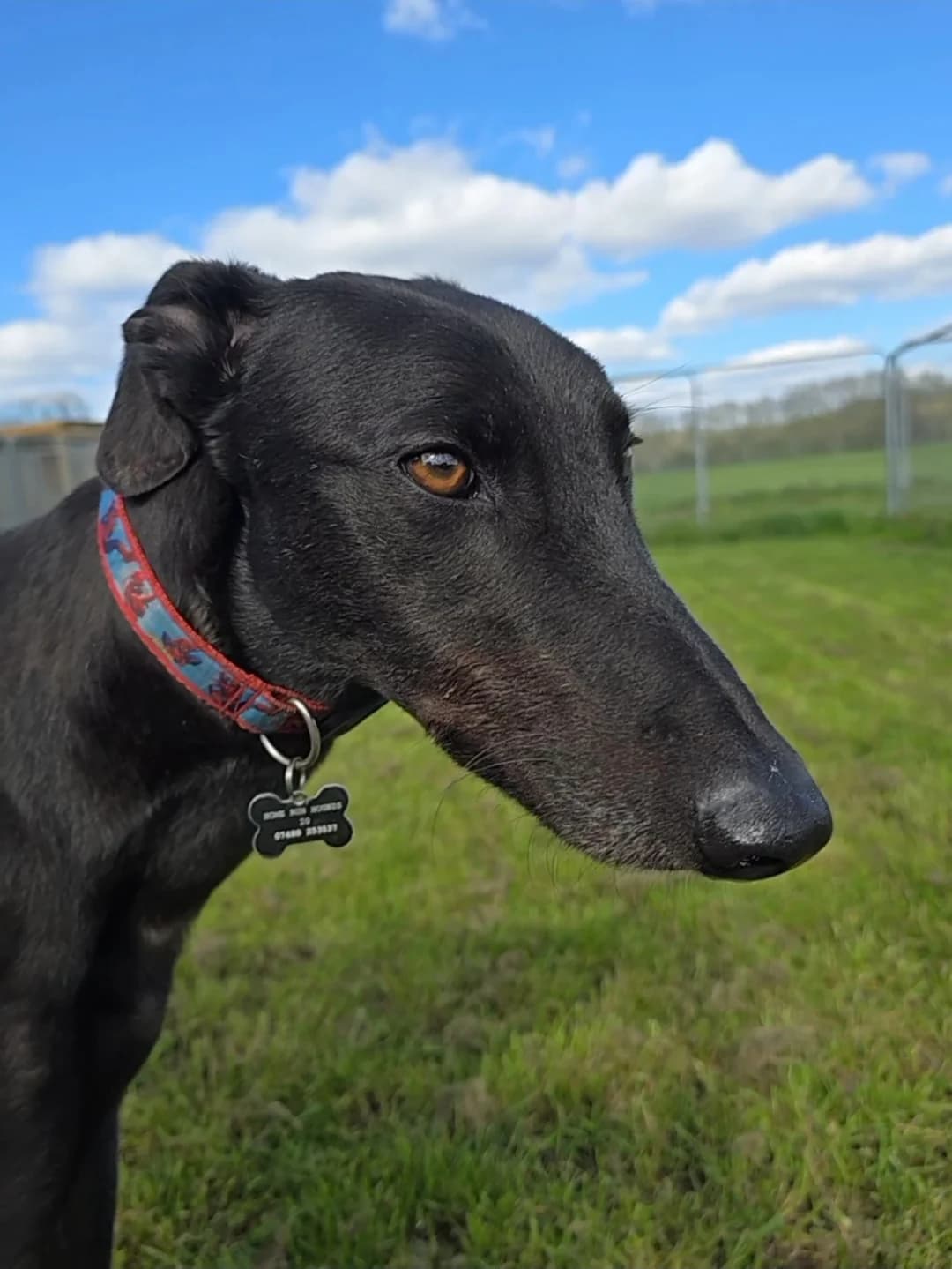 DEPUTY (NEWINN DEPUTY), black male Greyhound for adoption at Home Run Hounds Greyhound Charity