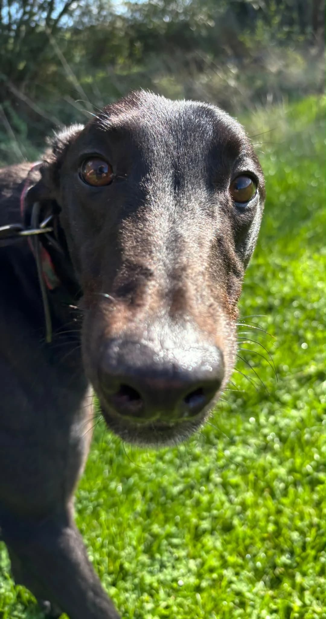 DUGGIE (AERO DONUT), black male Greyhound for adoption at Home Run Hounds Greyhound Charity