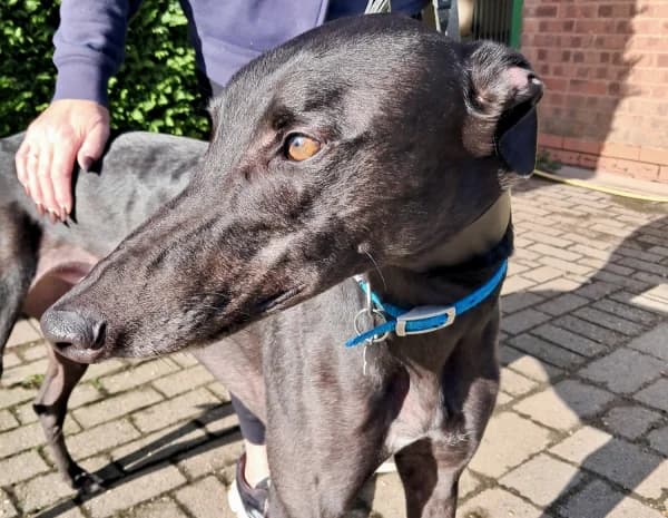 DUKE (OVERTHEBARPADDY), black male Greyhound for adoption at Home Run Hounds Greyhound Charity