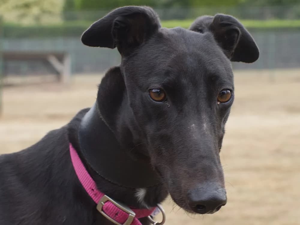 ELMA (AERO ELMA), black male Greyhound for adoption at Home Run Hounds Greyhound Charity