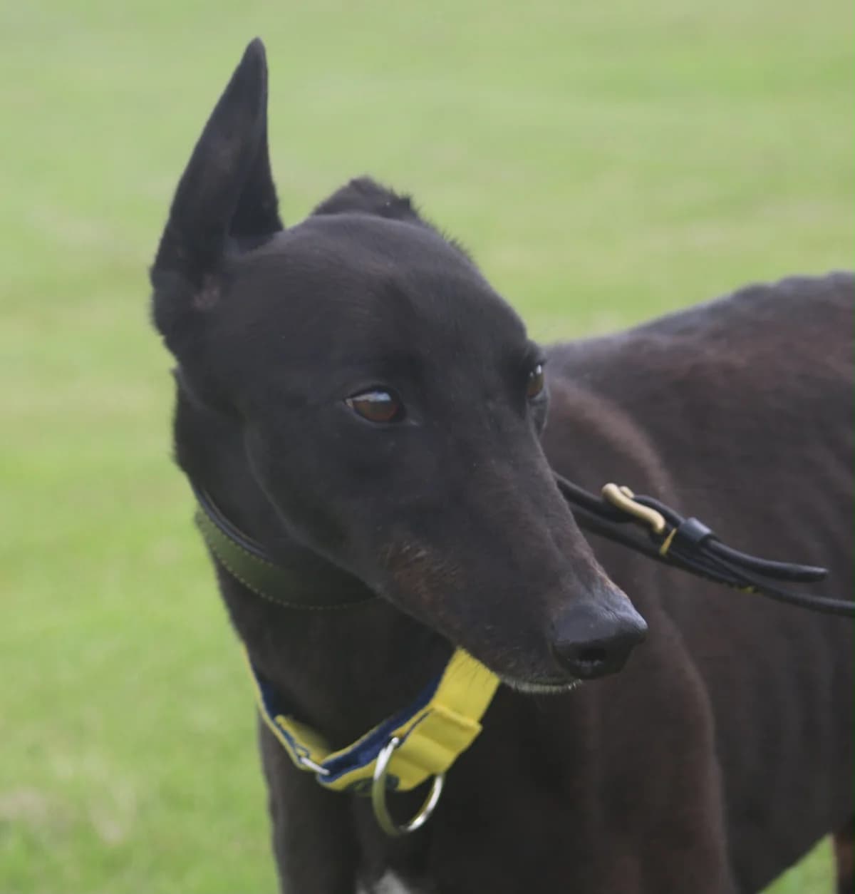 ELVIS (BANGON ELVIS), black male Greyhound for adoption at Home Run Hounds Greyhound Charity