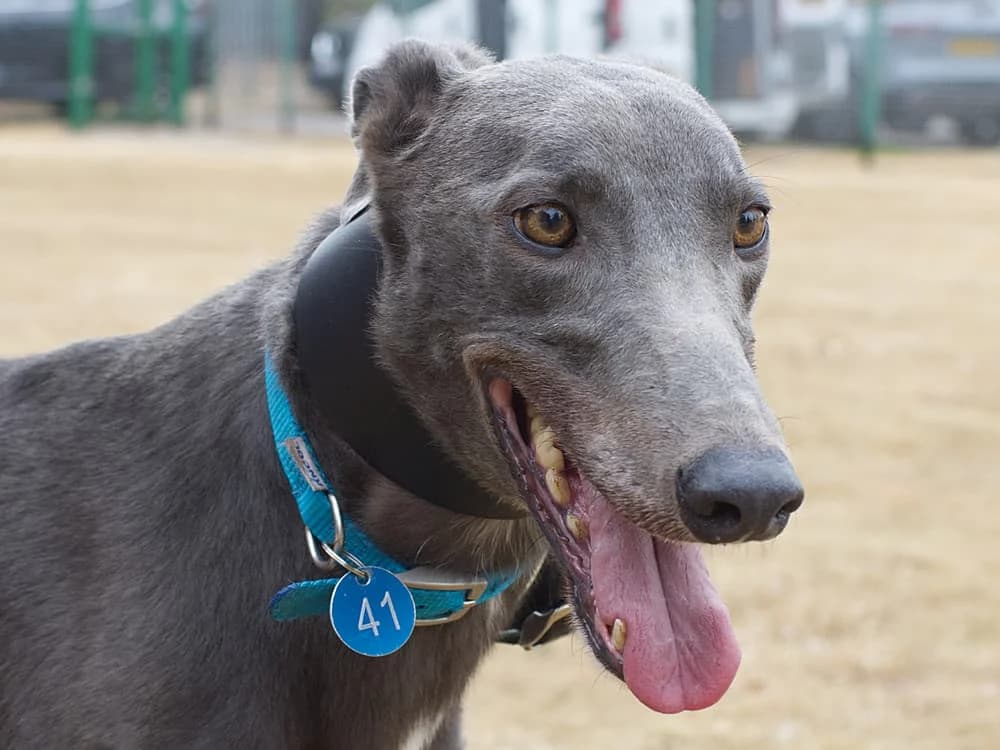 FARRELL (PERFECT FARRELL), blue male 4yo Greyhound for adoption at Home Run Hounds Greyhound Charity
