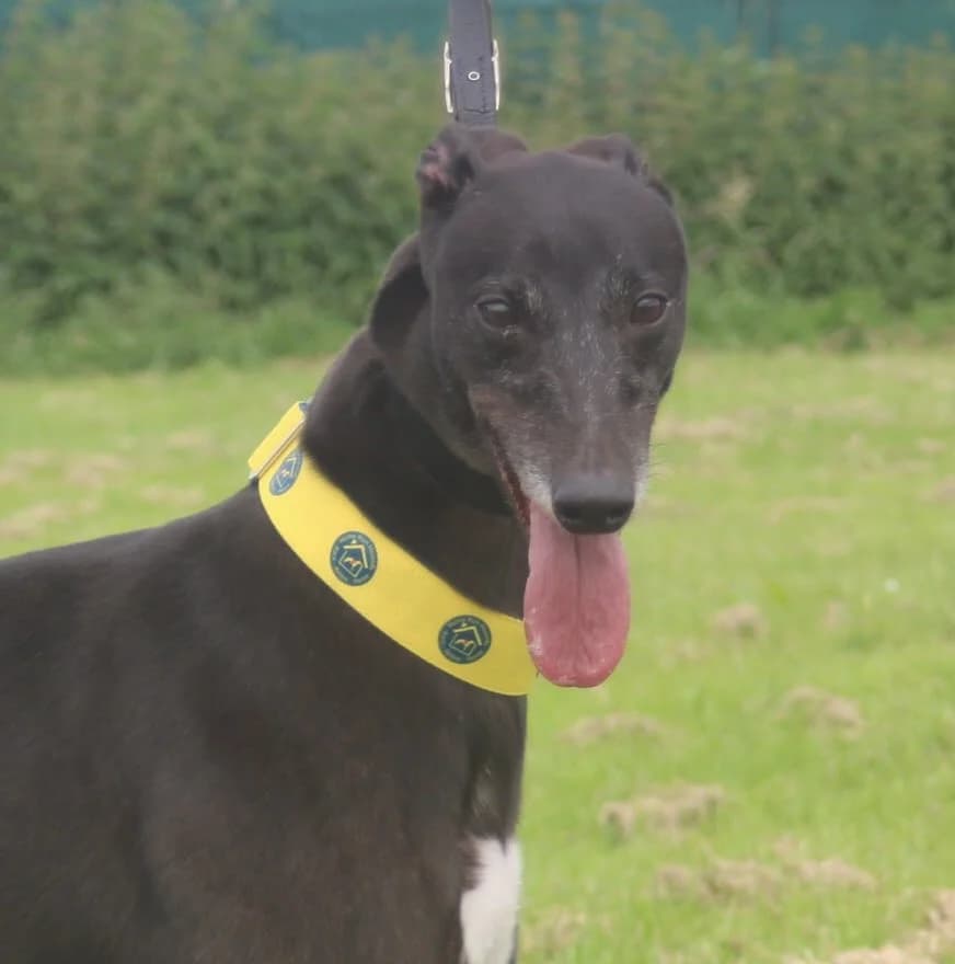 FIRE (ELDERBERRY FIRE), black male Greyhound for adoption at Home Run Hounds Greyhound Charity