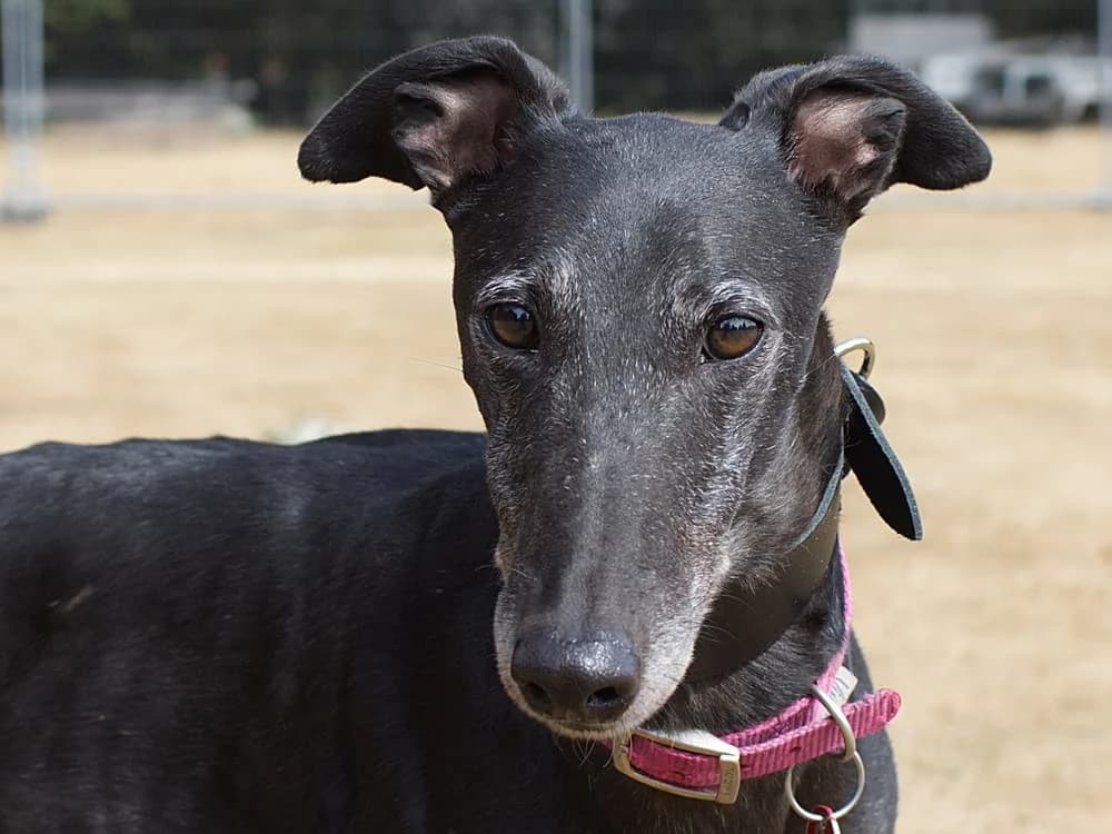FLO (GLENSIDE FLO), black male 6yo Greyhound for adoption at Home Run Hounds Greyhound Charity