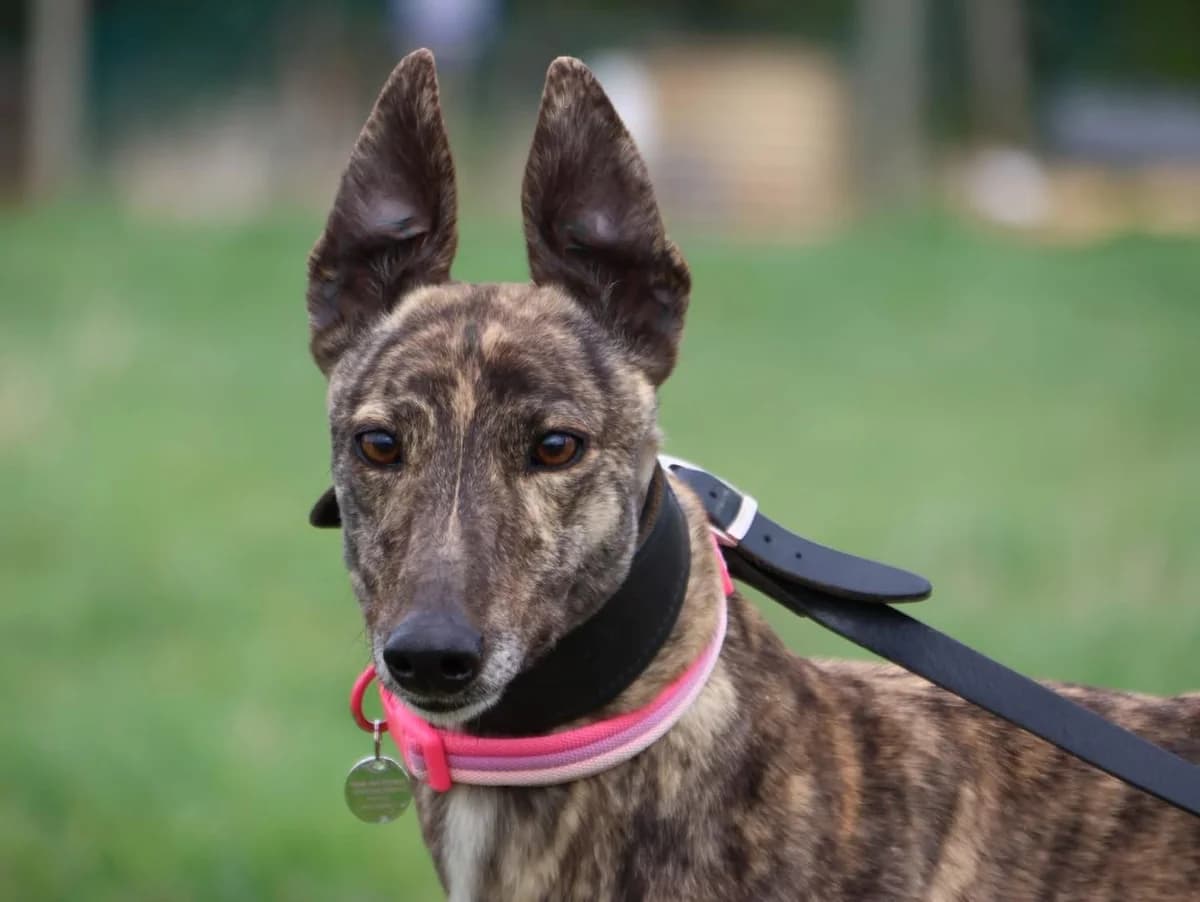 FOXY (IMOKILLY NENS), Greyhound for adoption at Home Run Hounds Greyhound Charity