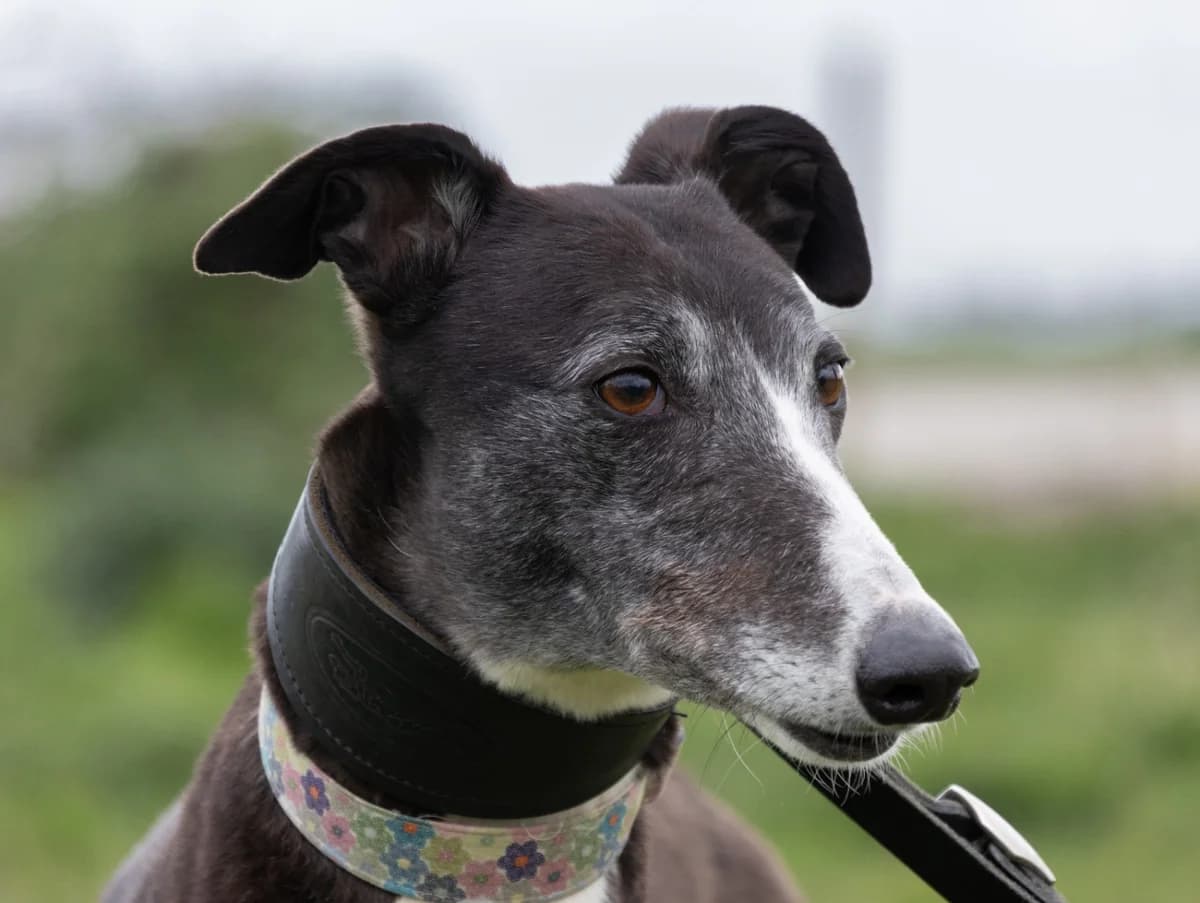 GENIE (STOPHERS GENIE), black and white male 6yo Greyhound for adoption at Home Run Hounds Greyhound Charity