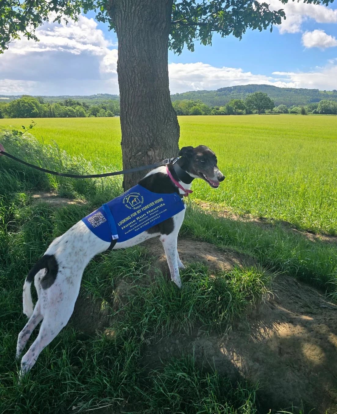 GRACE (RICHYS GREATEST), black and white male Greyhound for adoption at Home Run Hounds Greyhound Charity