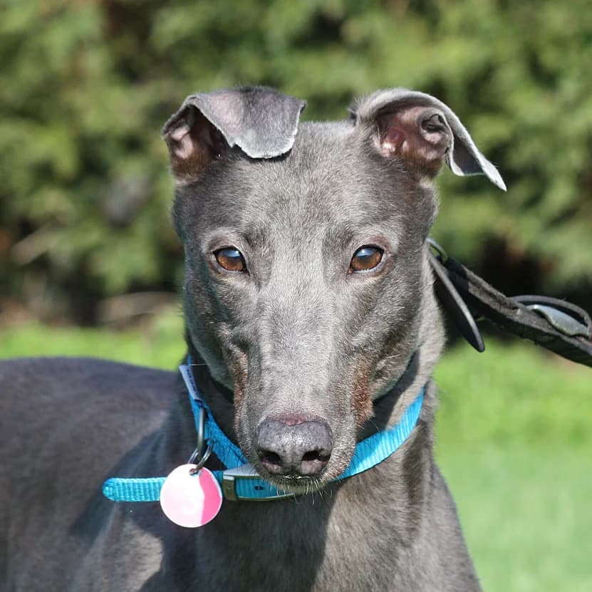 HAWK (HAWKFIELD EXTRA), blue male Greyhound for adoption at Home Run Hounds Greyhound Charity