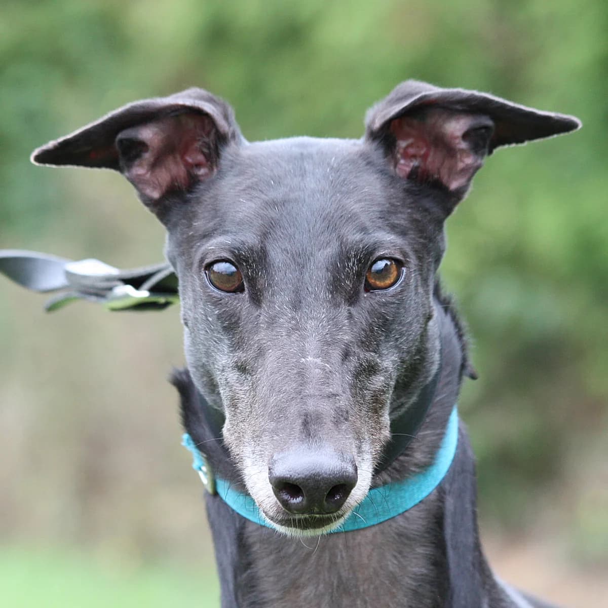 HORACE (NEW MOORS LAD), black male Greyhound for adoption at Home Run Hounds Greyhound Charity