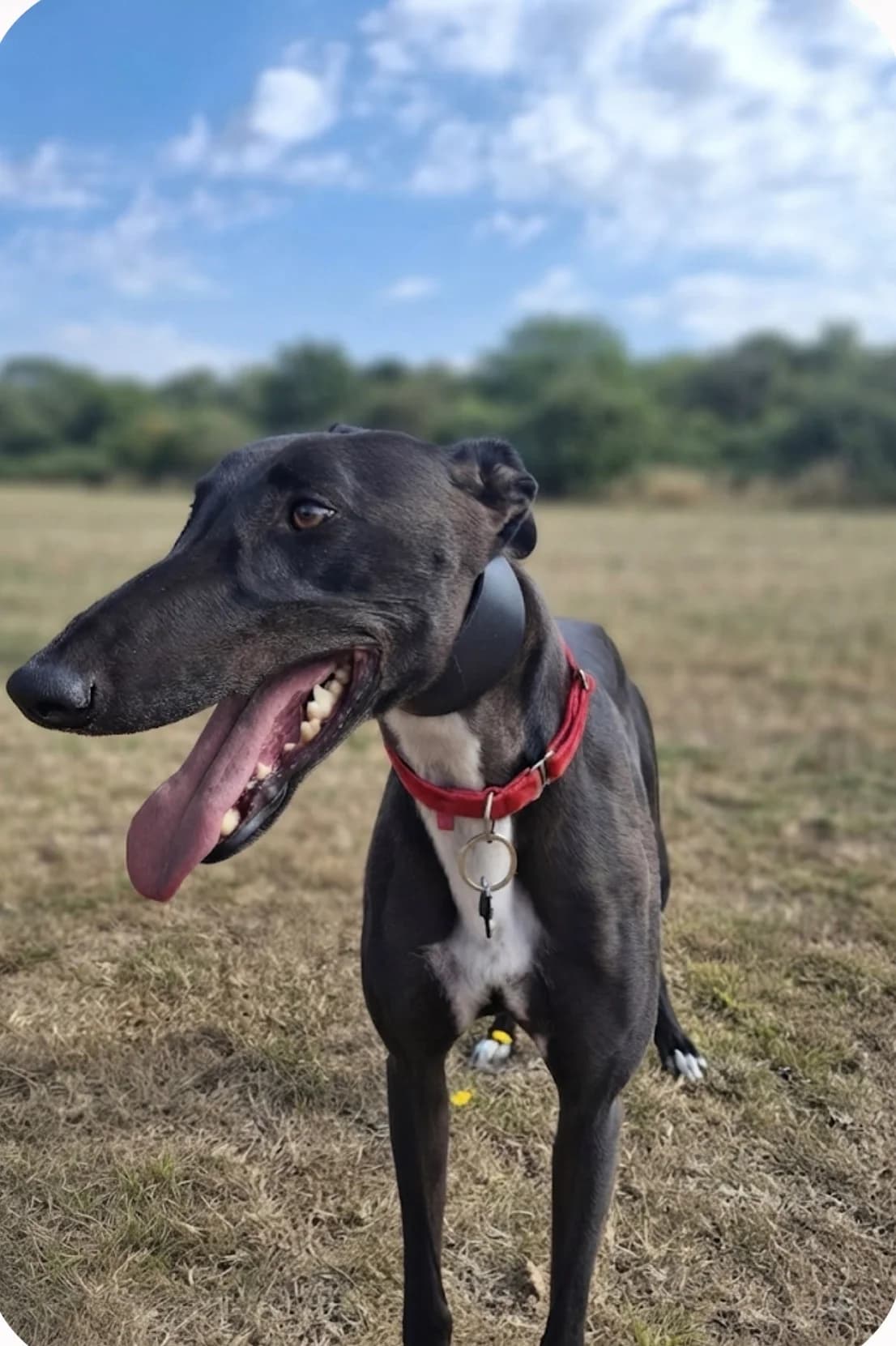 HUNTER (COPPICE HUNTER), black male Greyhound for adoption at Home Run Hounds Greyhound Charity