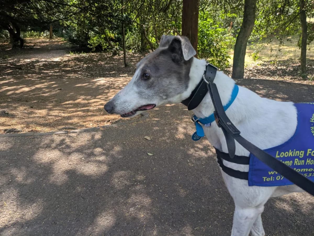 JAY (SHEADOGUE JAY), white and blue male Greyhound for adoption at Home Run Hounds Greyhound Charity