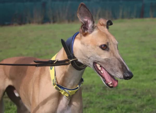 JAZZ (AWAY JAZZ), fawn male Greyhound for adoption at Home Run Hounds Greyhound Charity