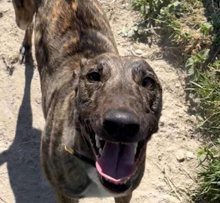 JAZZ ( BALLYMALODE DOVE), brindle male 3yo Greyhound for adoption at Home Run Hounds Greyhound Charity
