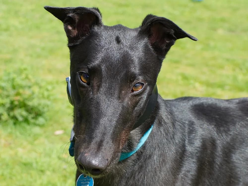 JET (HETTON JET), black male 3yo Greyhound for adoption at Home Run Hounds Greyhound Charity