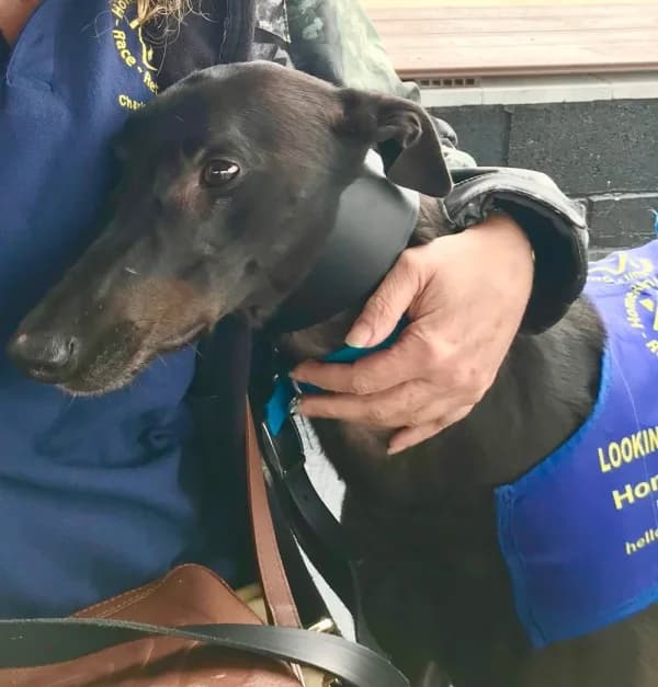 JET (HETTON JET), black male Greyhound for adoption at Home Run Hounds Greyhound Charity