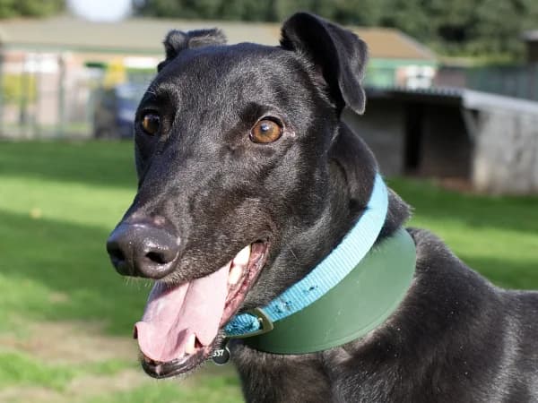 JOE (DEVILGATE JOE), black male Greyhound for adoption at Home Run Hounds Greyhound Charity