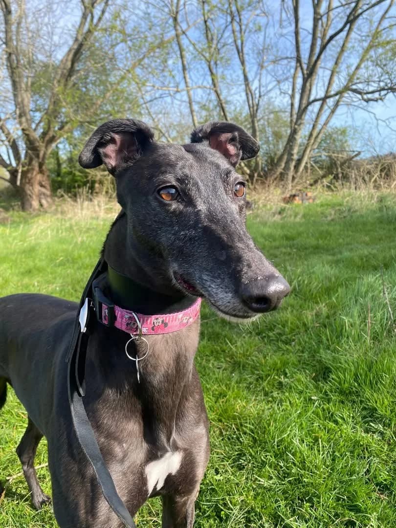LEXI (OUTDOOR LEGEND), black male Greyhound for adoption at Home Run Hounds Greyhound Charity