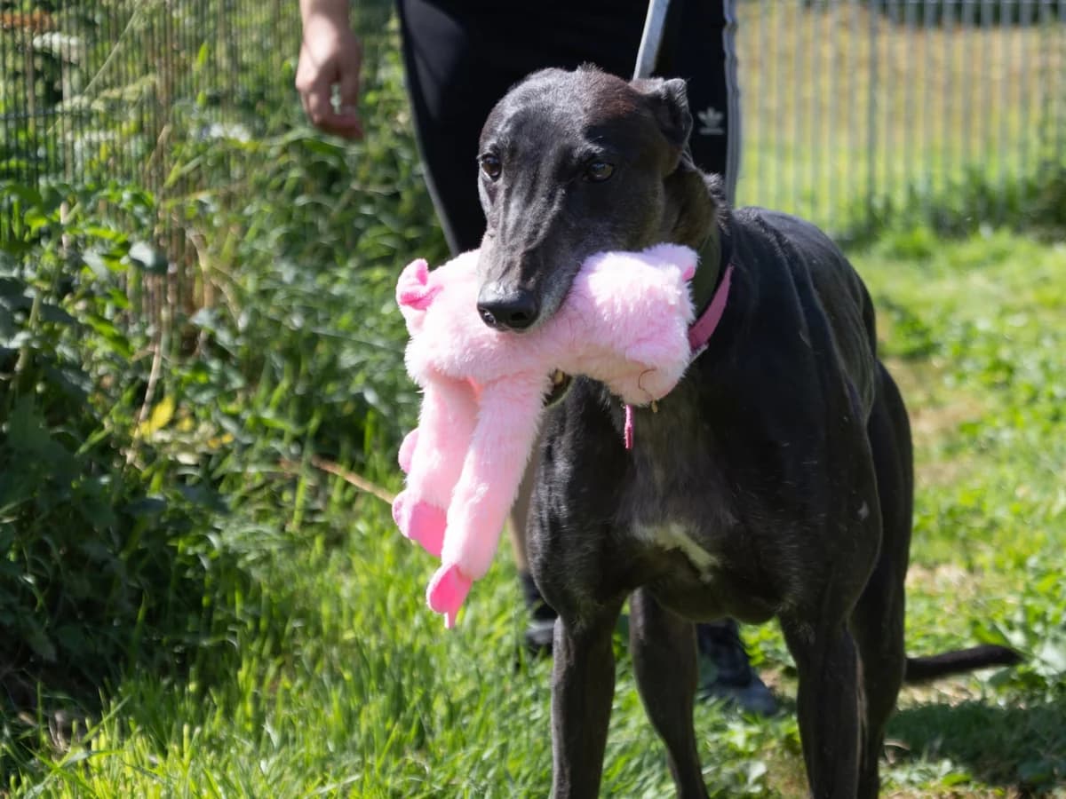 LILY (GURTNACREHY LILY), black male Greyhound for adoption at Home Run Hounds Greyhound Charity