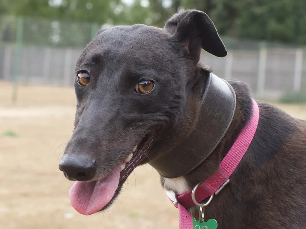 LILY (LILYWHITE OAK), black male Greyhound for adoption at Home Run Hounds Greyhound Charity