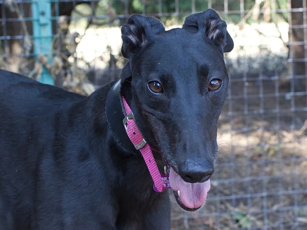 LIZZIE (HOLLYS DREAM), black male 3yo Greyhound for adoption at Home Run Hounds Greyhound Charity