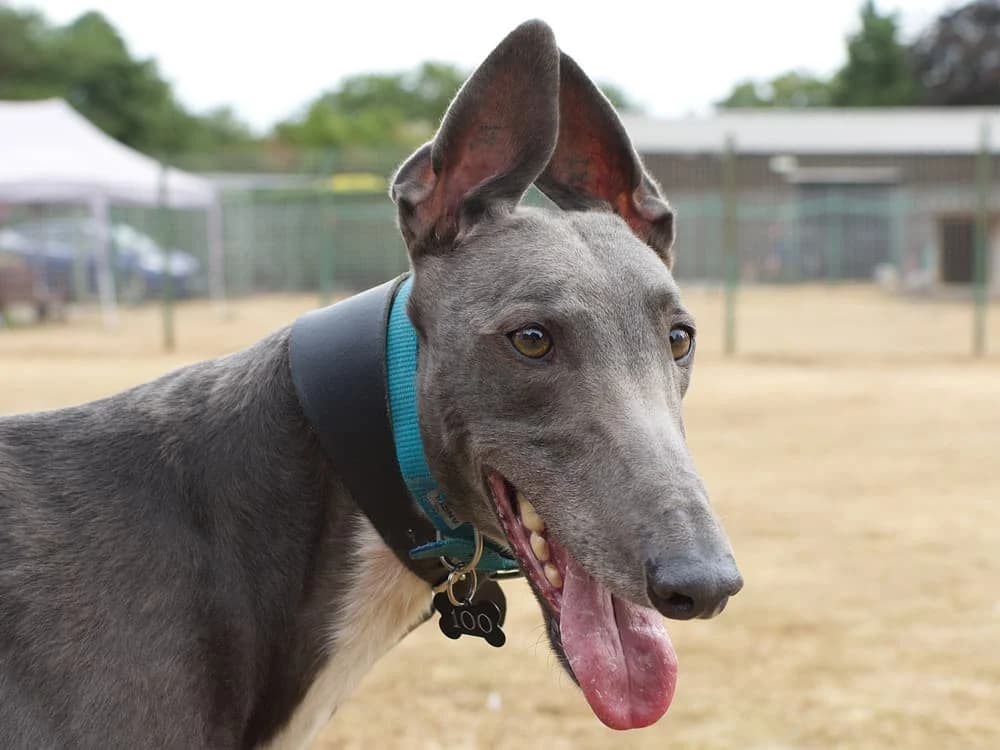 LUGSY (CROSSFIELD KEVIN), blue male 4yo Greyhound for adoption at Home Run Hounds Greyhound Charity