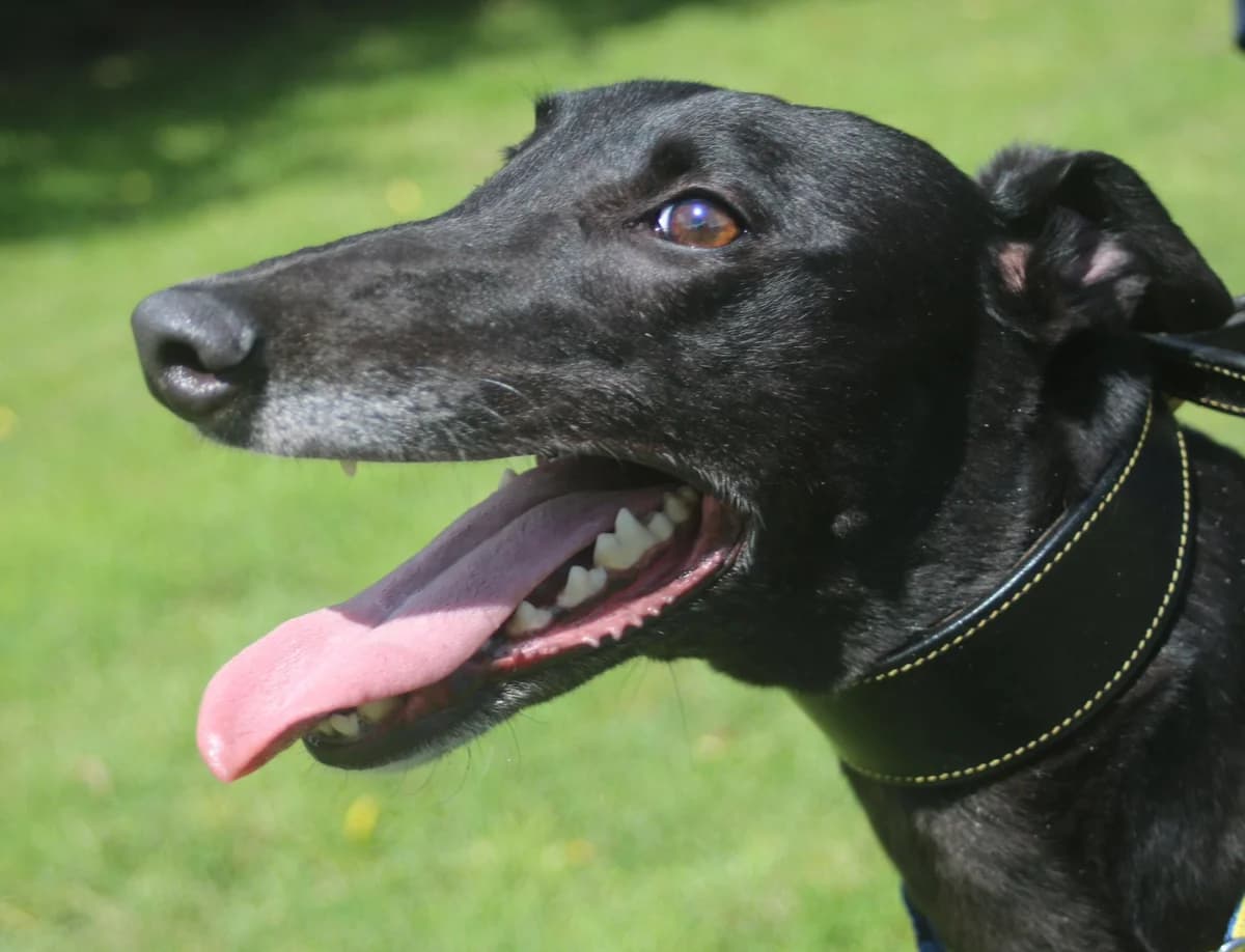 MACY (BALLYMAC ONLY), black male Greyhound for adoption at Home Run Hounds Greyhound Charity