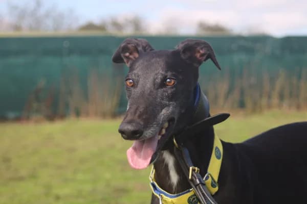 MAX (DROOPYS MAXIMUS), black male Greyhound for adoption at Home Run Hounds Greyhound Charity
