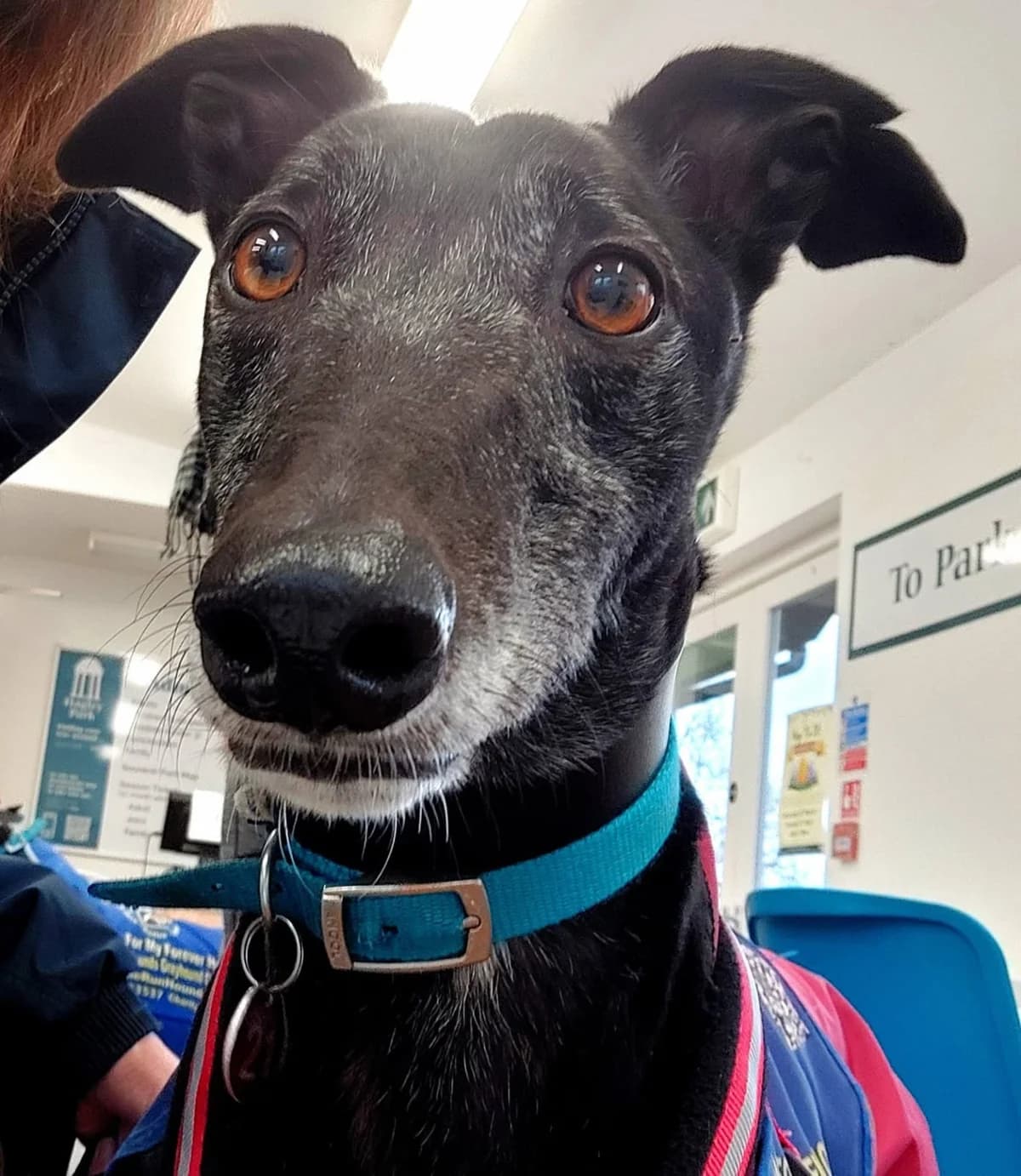 MILLER (MEENAGH MILL), black male Greyhound for adoption at Home Run Hounds Greyhound Charity