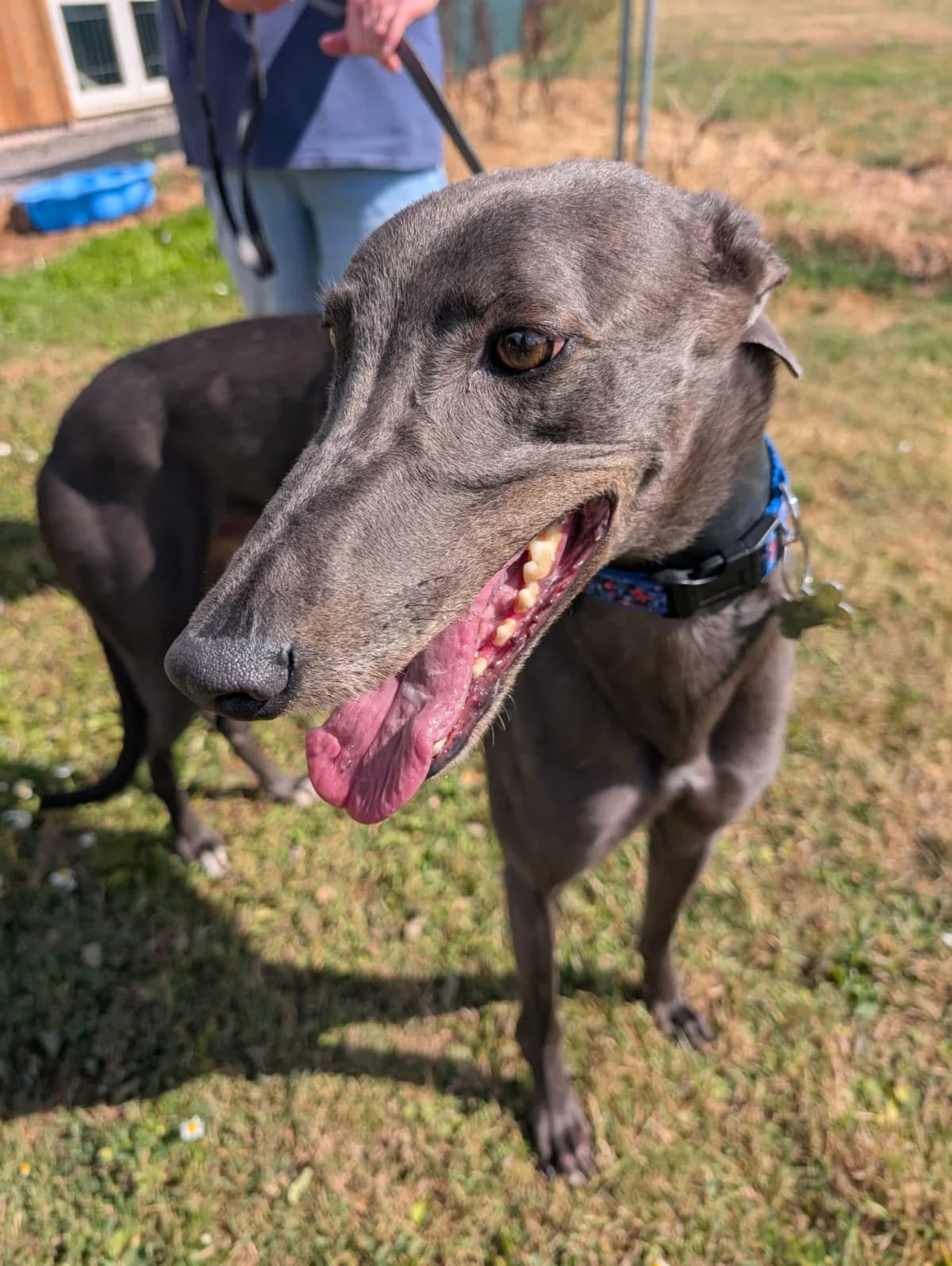 MILO (CROSSFIELD MILO), blue male Greyhound for adoption at Home Run Hounds Greyhound Charity
