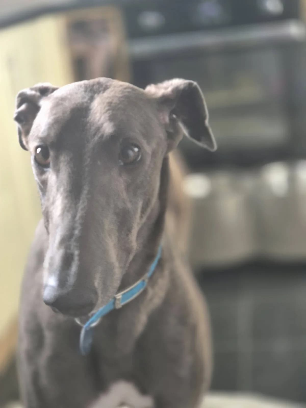 MILO (KILARA BUNDEE), blue male 4yo Greyhound for adoption at Home Run Hounds Greyhound Charity