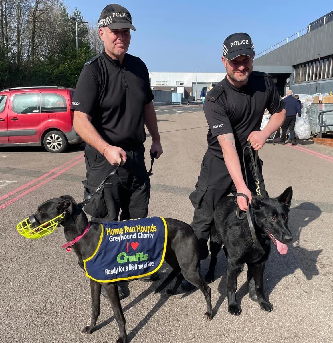 NIKITA (SWIFT NIKITA), black male 6yo Greyhound for adoption at Home Run Hounds Greyhound Charity