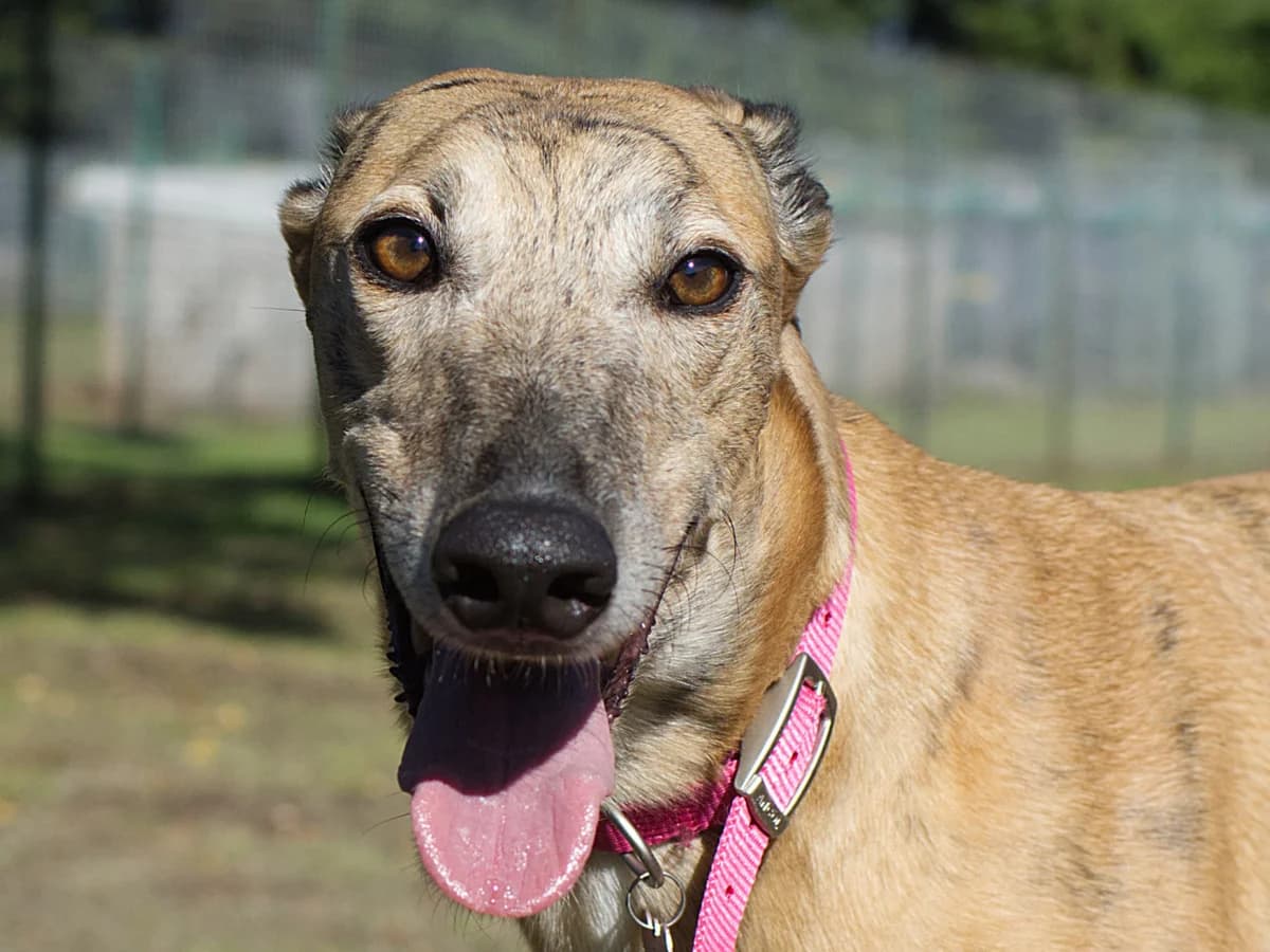 NYAH, brindle male Greyhound for adoption at Home Run Hounds Greyhound Charity