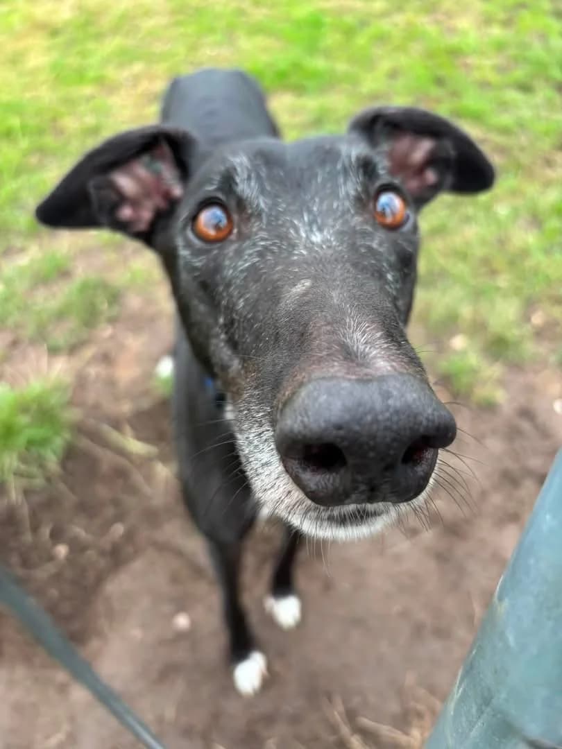ONYX, black male Greyhound for adoption at Home Run Hounds Greyhound Charity