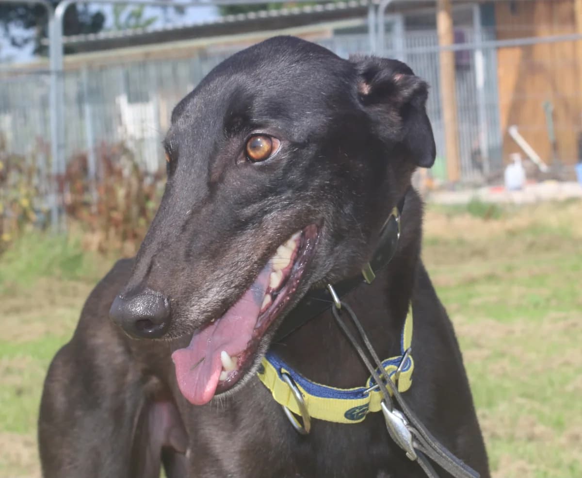 OSCAR (AERO OPTIONAL), black male Greyhound for adoption at Home Run Hounds Greyhound Charity