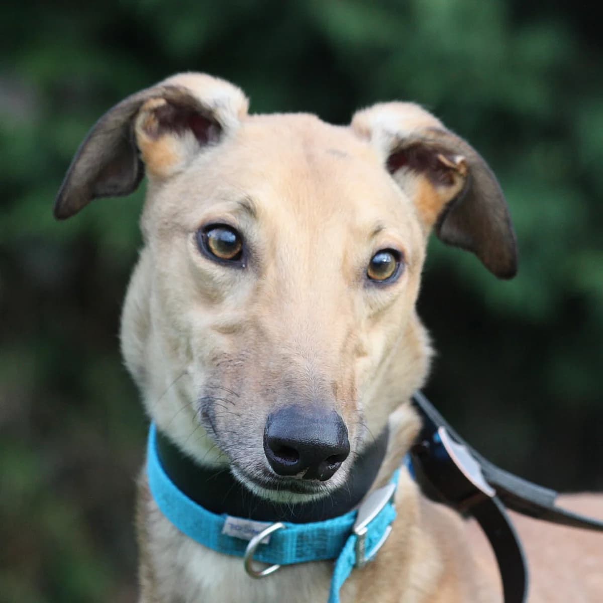 PADDY (PADDY'S SPARK), fawn male Greyhound for adoption at Home Run Hounds Greyhound Charity