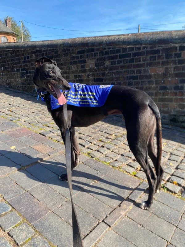 PAT (AERO PATTIKA), black male Greyhound for adoption at Home Run Hounds Greyhound Charity