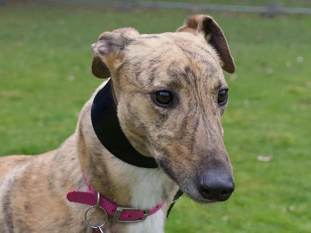 PATSY (PATSY MAGIC), brindle male 3yo Greyhound for adoption at Home Run Hounds Greyhound Charity