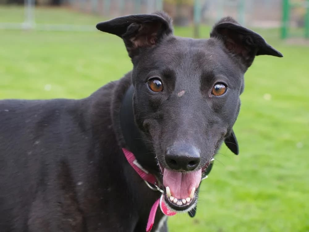 POLO (DEAR MINT), black male Greyhound for adoption at Home Run Hounds Greyhound Charity