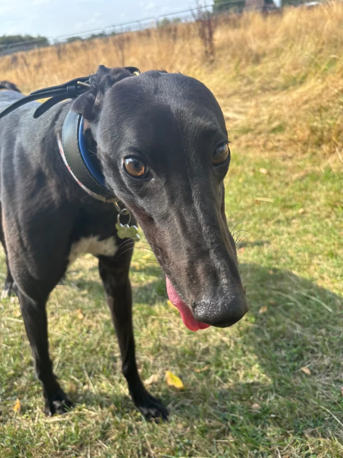 POPPY (AERO PLOP), black male Greyhound for adoption at Home Run Hounds Greyhound Charity
