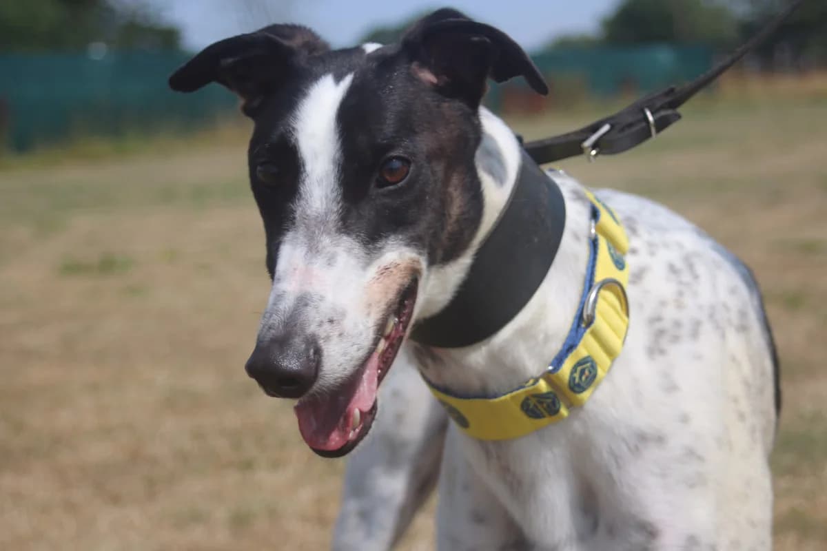 PUMPKIN (AERO PUMPKIN), black and white male Greyhound for adoption at Home Run Hounds Greyhound Charity