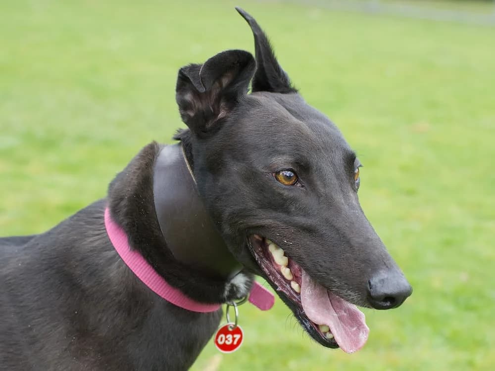 RAZL (BEATTIES RAZL), black male 4yo Greyhound for adoption at Home Run Hounds Greyhound Charity