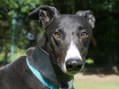 RICHIE (LIGHTFOOT RICHIE), black male Greyhound for adoption at Home Run Hounds Greyhound Charity