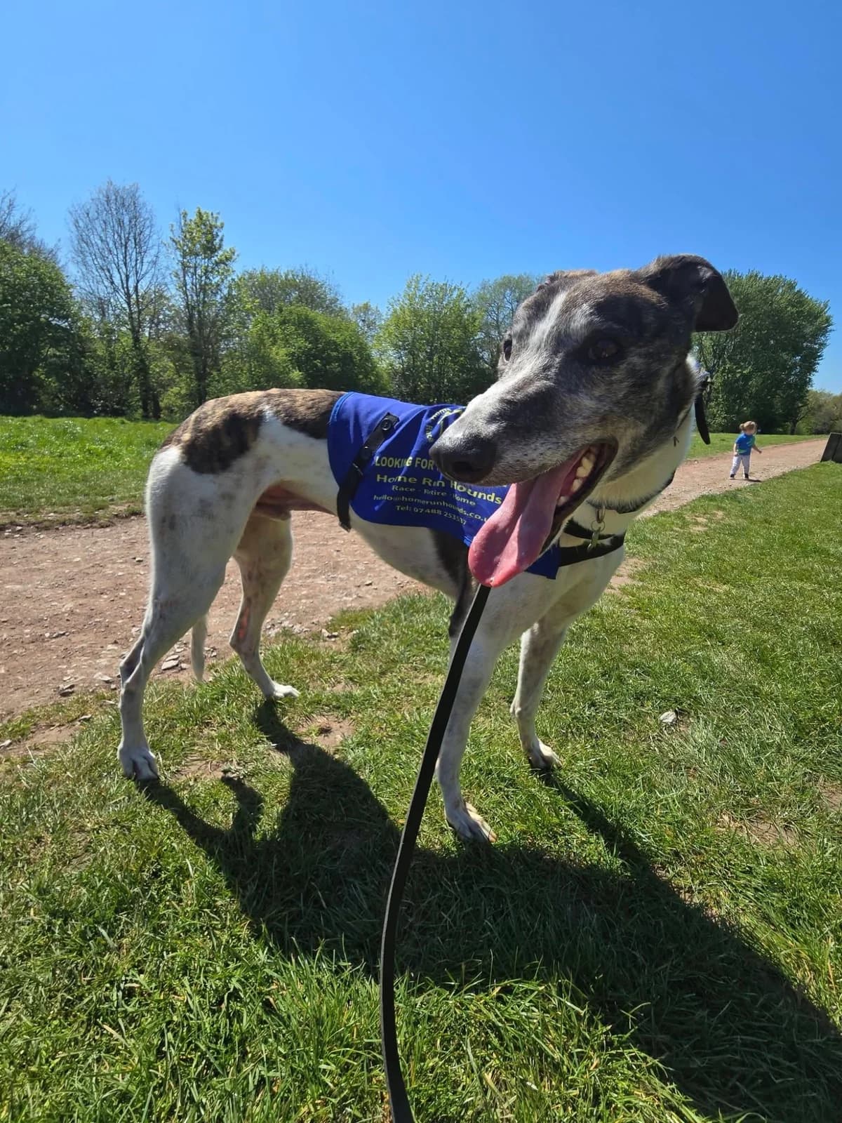 ROGER (DALEROAD ROGER), white/brindle male Greyhound for adoption at Home Run Hounds Greyhound Charity