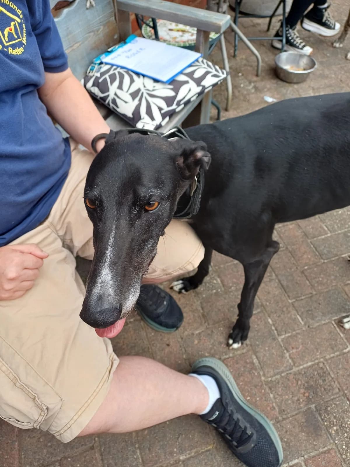 ROGER (GUNSMITH ROGER), black male Greyhound for adoption at Home Run Hounds Greyhound Charity