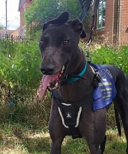 ROLEX (AERO ROLEX), black male 4yo Greyhound for adoption at Home Run Hounds Greyhound Charity