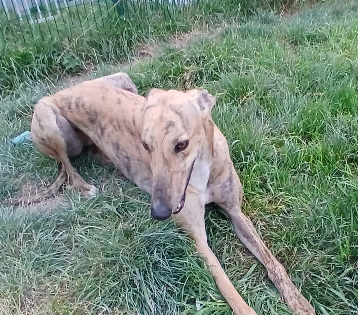 ROSIE (BURGESS ROSIE), brindle male Greyhound for adoption at Home Run Hounds Greyhound Charity