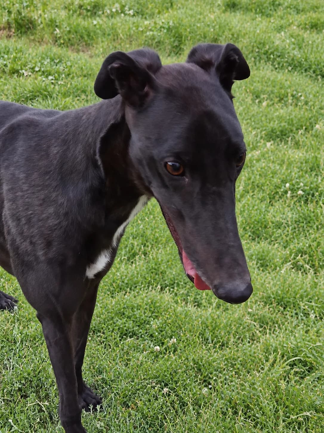 ROSS (LASTMINUTE LARRY), black male Greyhound for adoption at Home Run Hounds Greyhound Charity